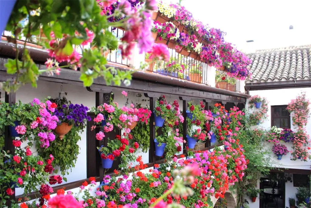 Patios Festival in Cordoba